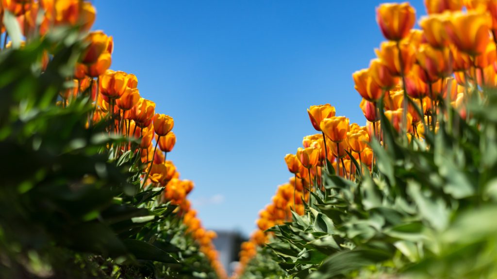 rows of orange tulips